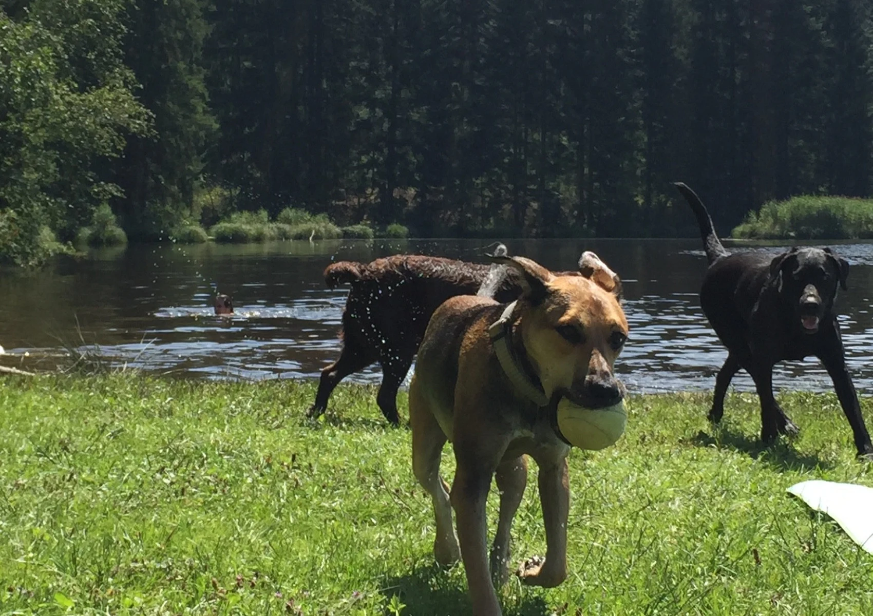 Hund